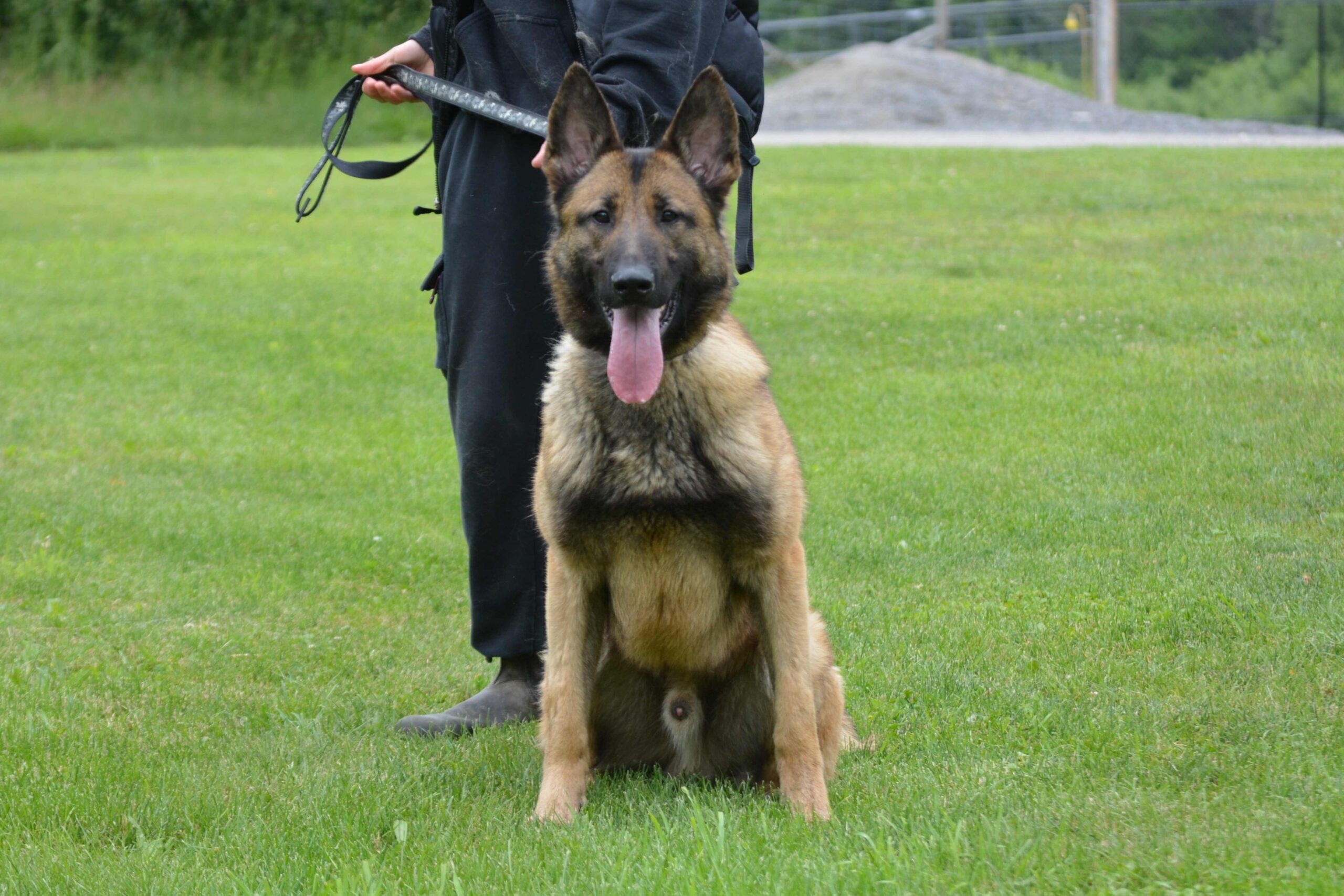 Professional Security Dog Services Cambridge for High-Risk Security Needs