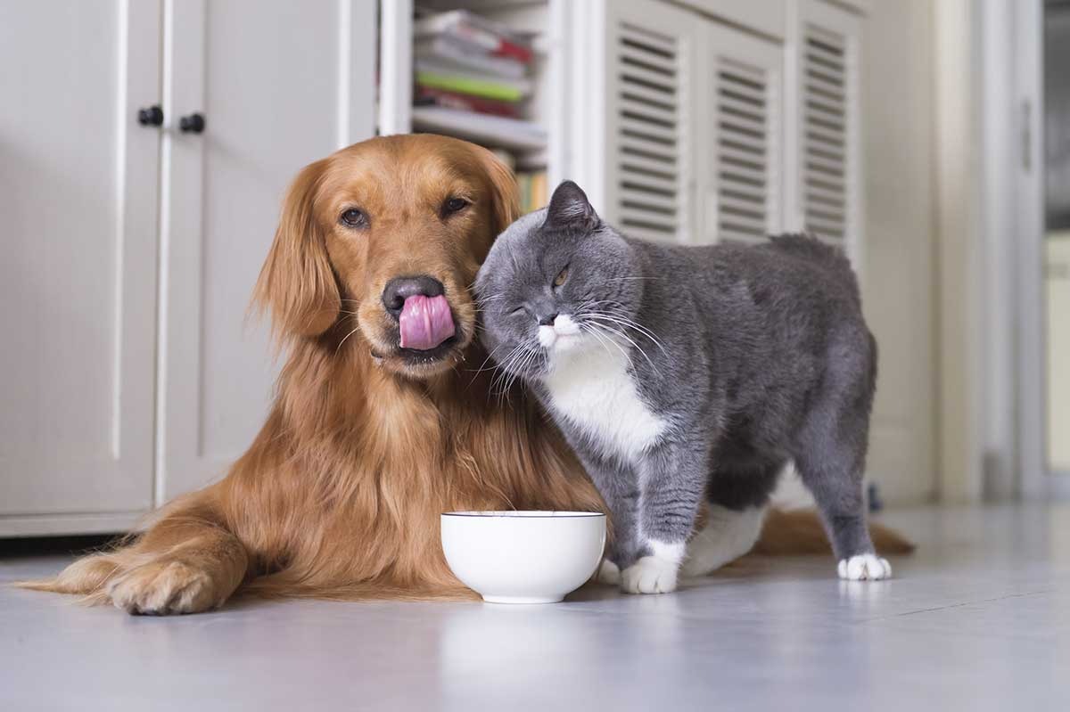 Get Your Pet AHC Fast with Vet Home Certs