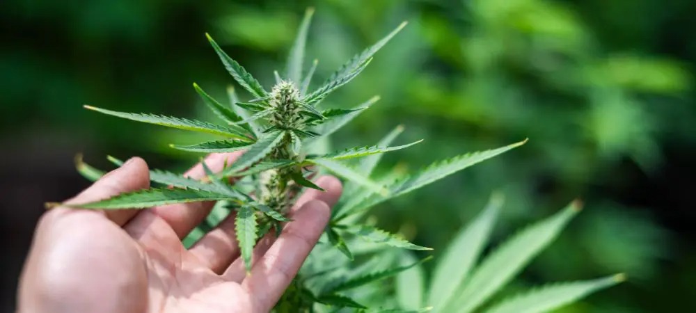 Weed Valencia – Best Weed Valencia Experience with Clubs Cannabis Madrid