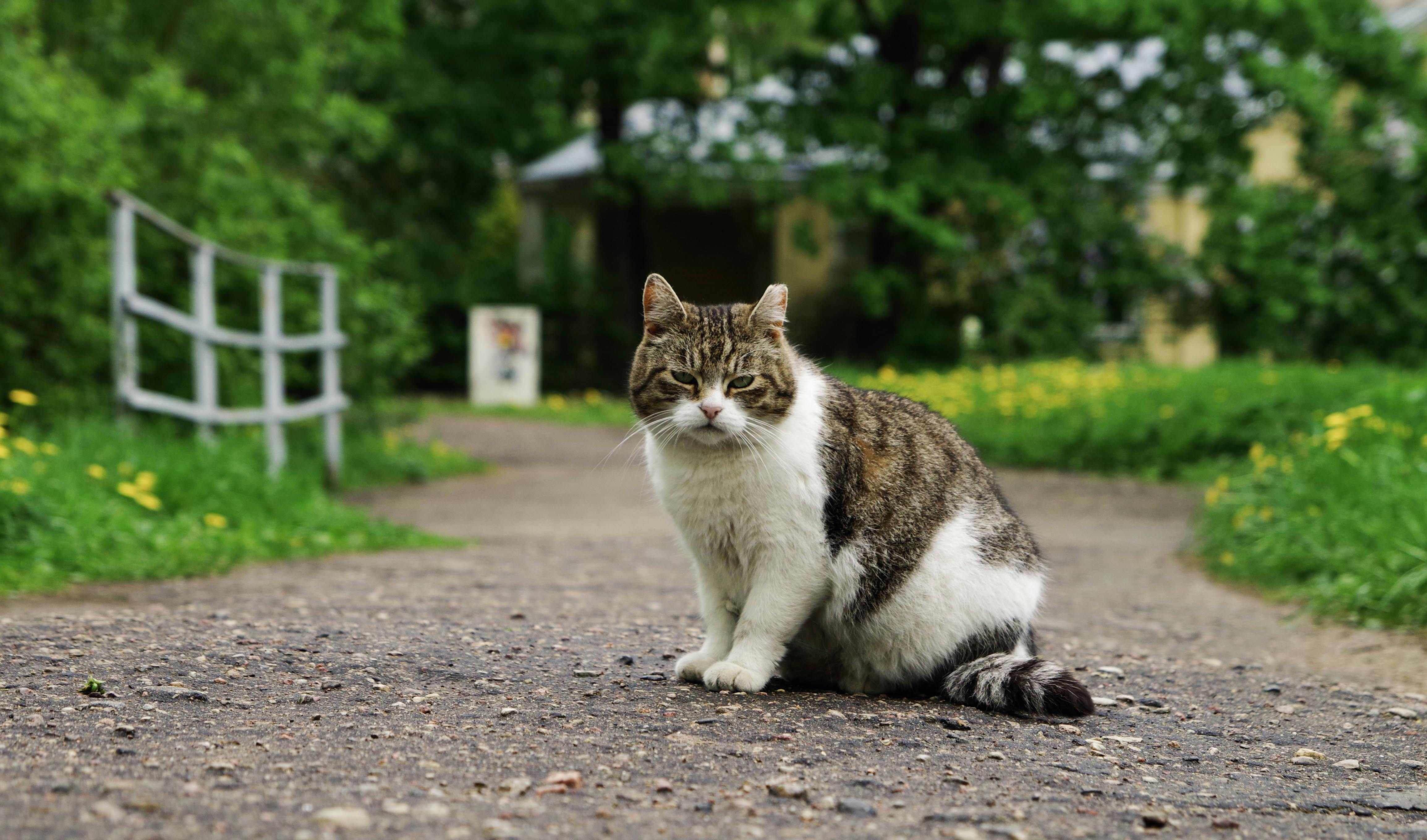 Giant, Affectionate Coon Cats for Sale at Amore Cattery