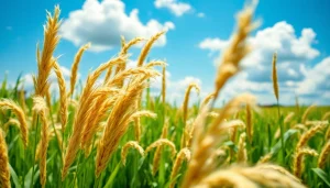 Een juteplant in een weelderig veld met sterke vezels die worden geoogst.